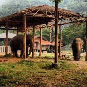 Elephant Nature Park: The Happiest Place on Earth!